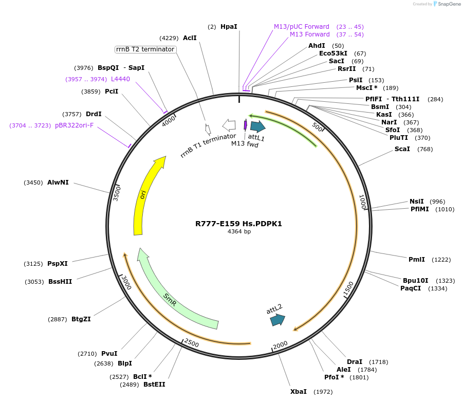70443-plasmid-map-sequence-id-125892