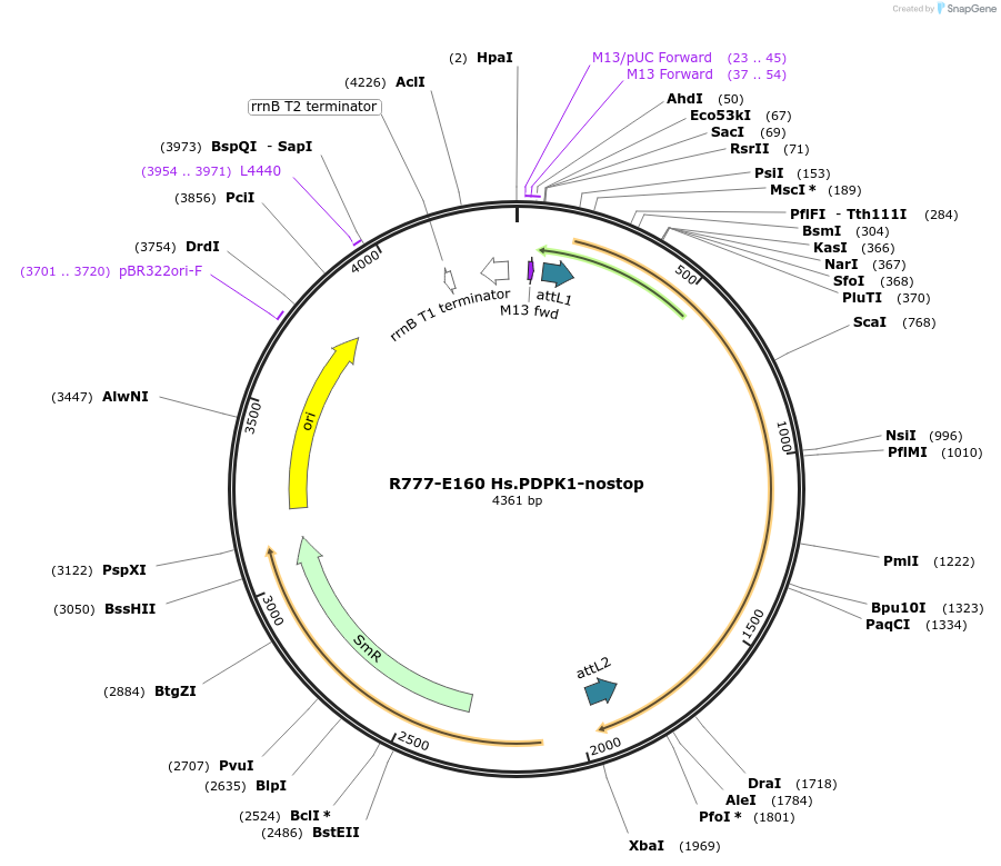 70444-plasmid-map-sequence-id-125893
