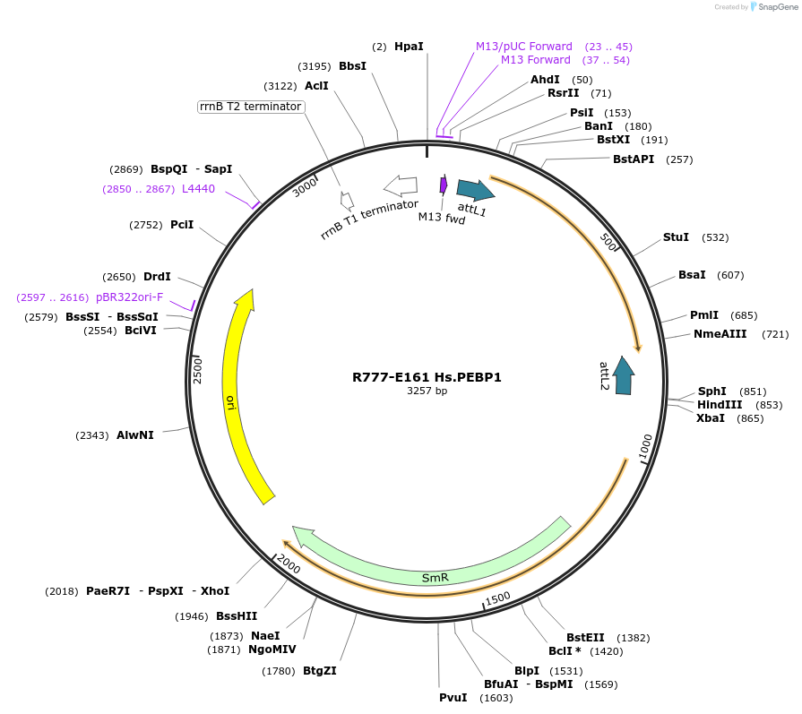 70445-plasmid-map-sequence-id-125894