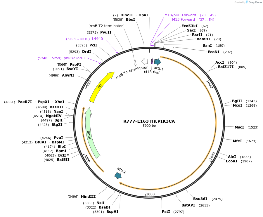 70447-plasmid-map-sequence-id-125896