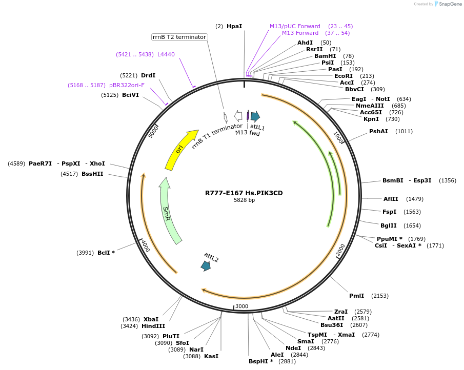 70451-plasmid-map-sequence-id-125900