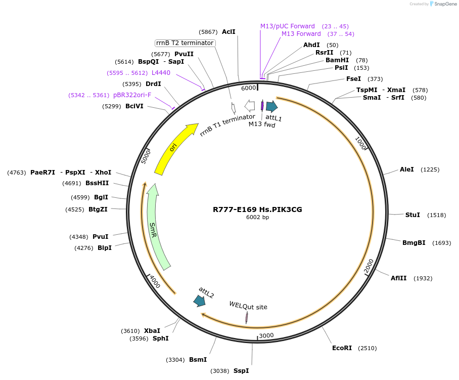 70453-plasmid-map-sequence-id-125902