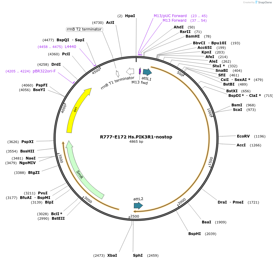 70456-plasmid-map-sequence-id-125905