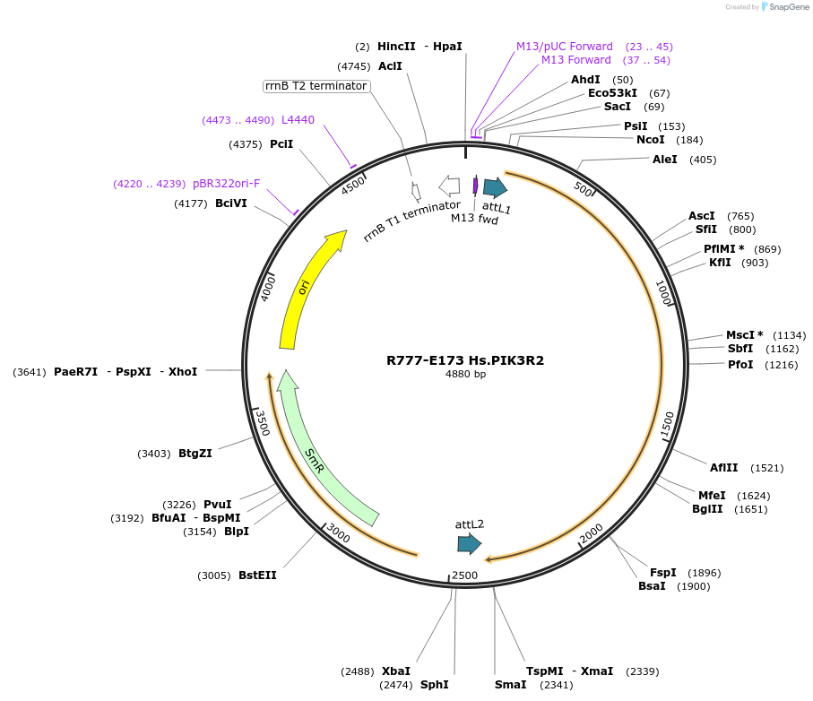 70457-plasmid-map-sequence-id-125906