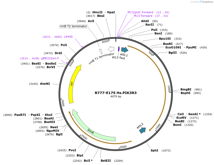 70459-plasmid-map-sequence-id-125908