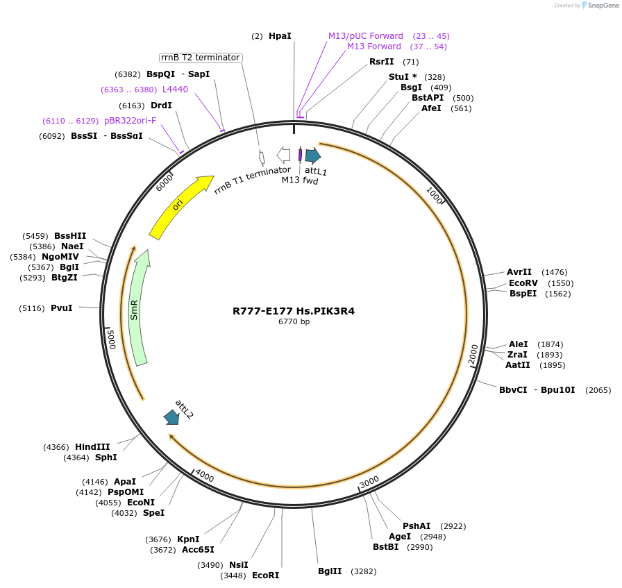 70461-plasmid-map-sequence-id-125910