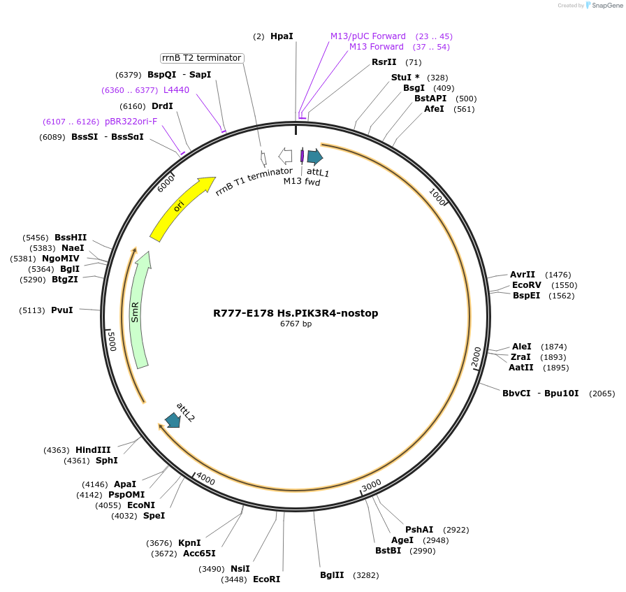 70462-plasmid-map-sequence-id-125911