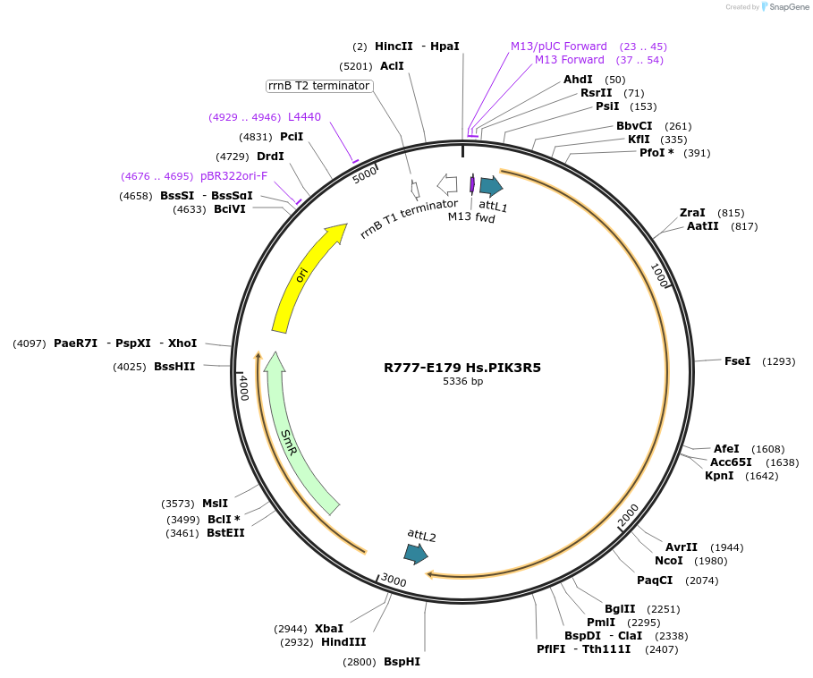 70463-plasmid-map-sequence-id-125912