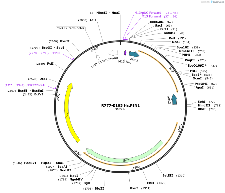 70467-plasmid-map-sequence-id-125916