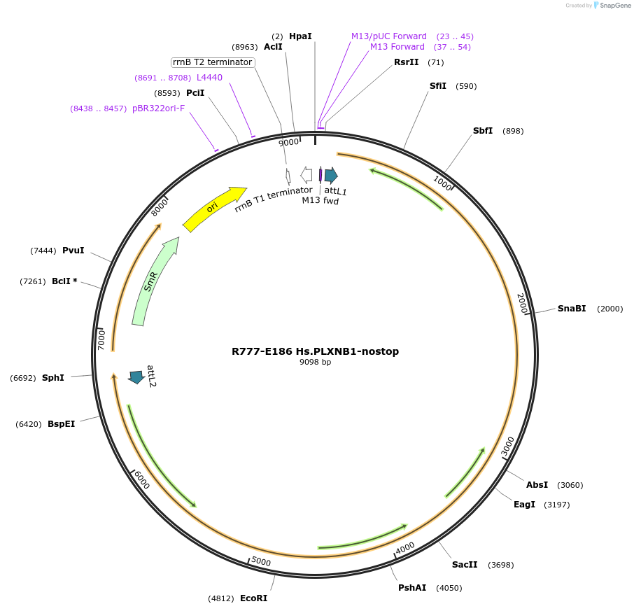 70470-plasmid-map-sequence-id-125919