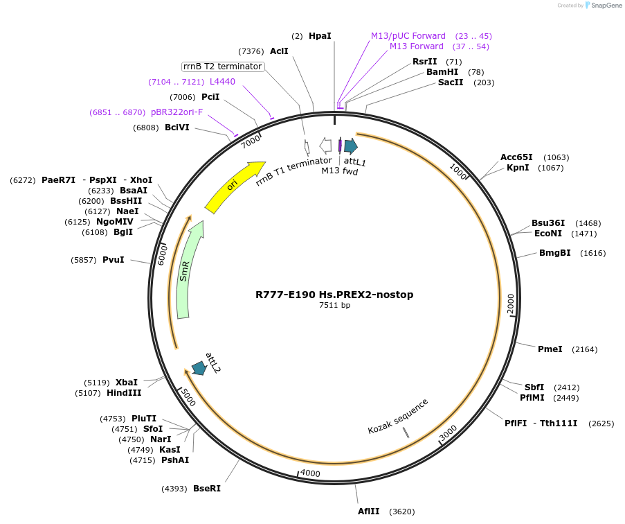 70474-plasmid-map-sequence-id-125923
