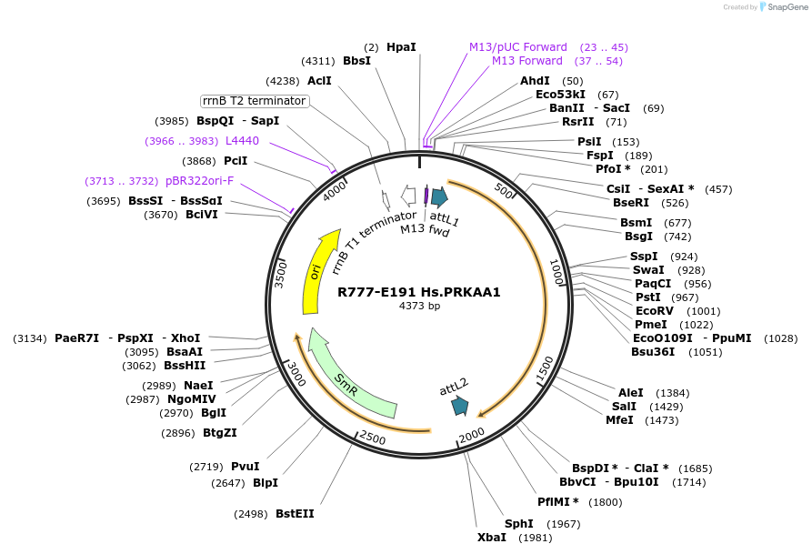 70475-plasmid-map-sequence-id-125924
