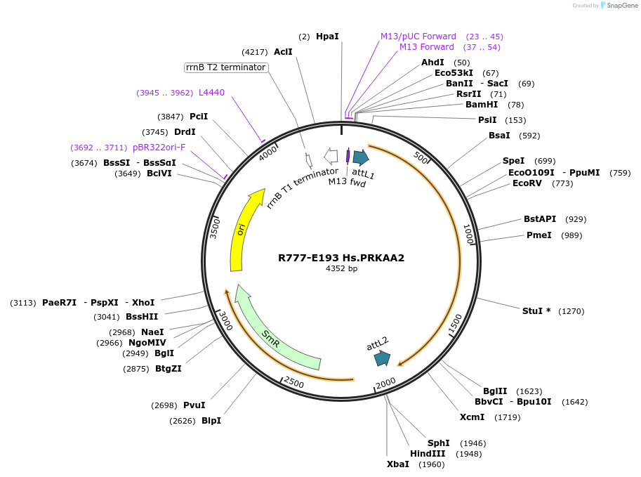 70477-plasmid-map-sequence-id-125926