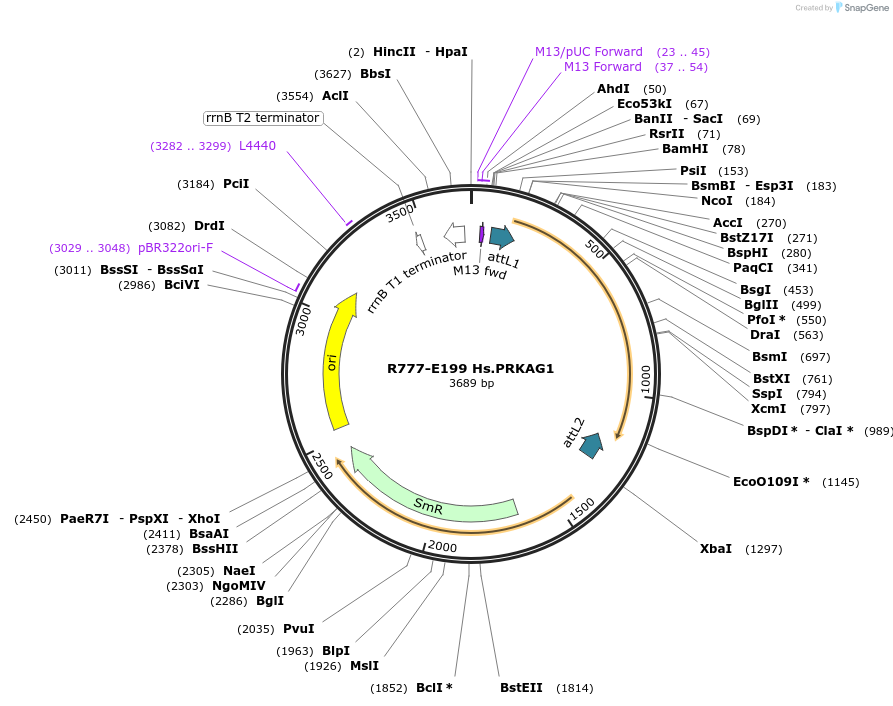 70483-plasmid-map-sequence-id-125932