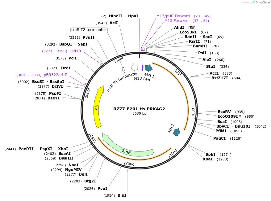 70485-plasmid-map-sequence-id-125934