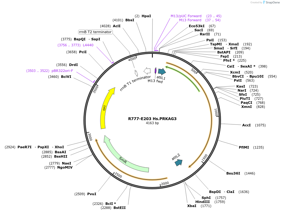 70487-plasmid-map-sequence-id-125936