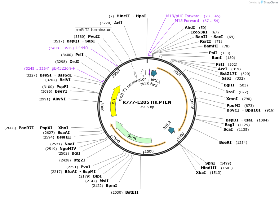 70489-plasmid-map-sequence-id-125938