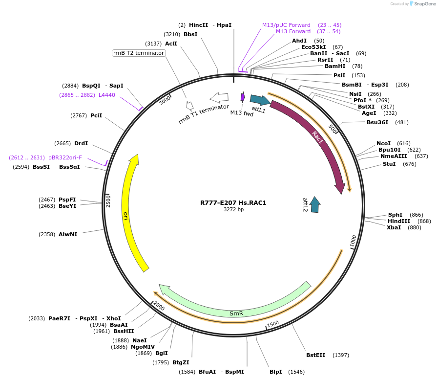70491-plasmid-map-sequence-id-125940
