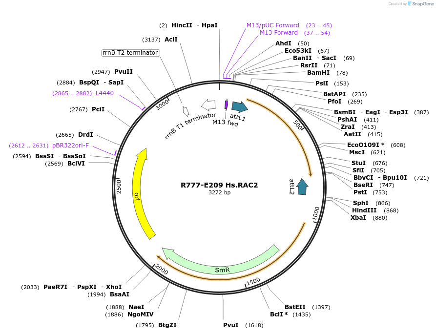 70493-plasmid-map-sequence-id-125942