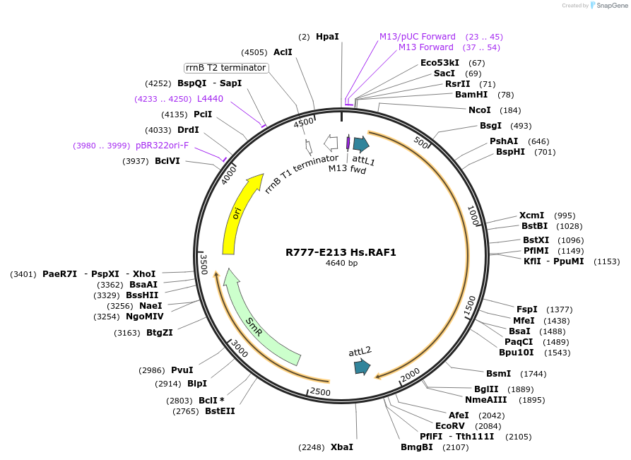 70497-plasmid-map-sequence-id-125946