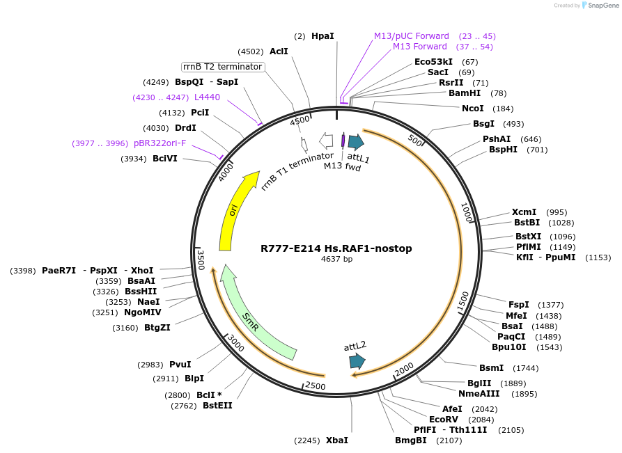 70498-plasmid-map-sequence-id-125947