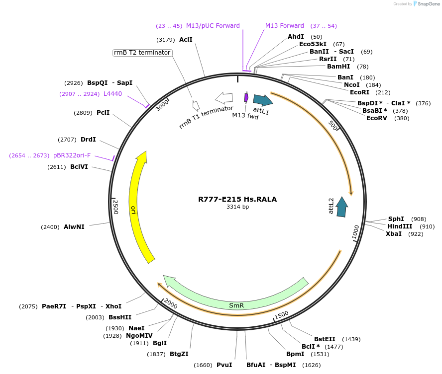70499-plasmid-map-sequence-id-125948