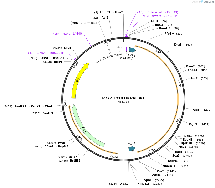 70503-plasmid-map-sequence-id-125952