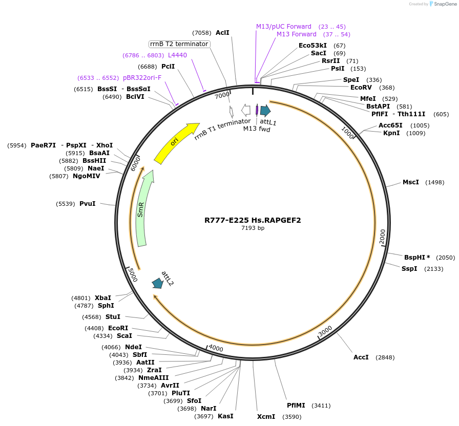 70509-plasmid-map-sequence-id-125958