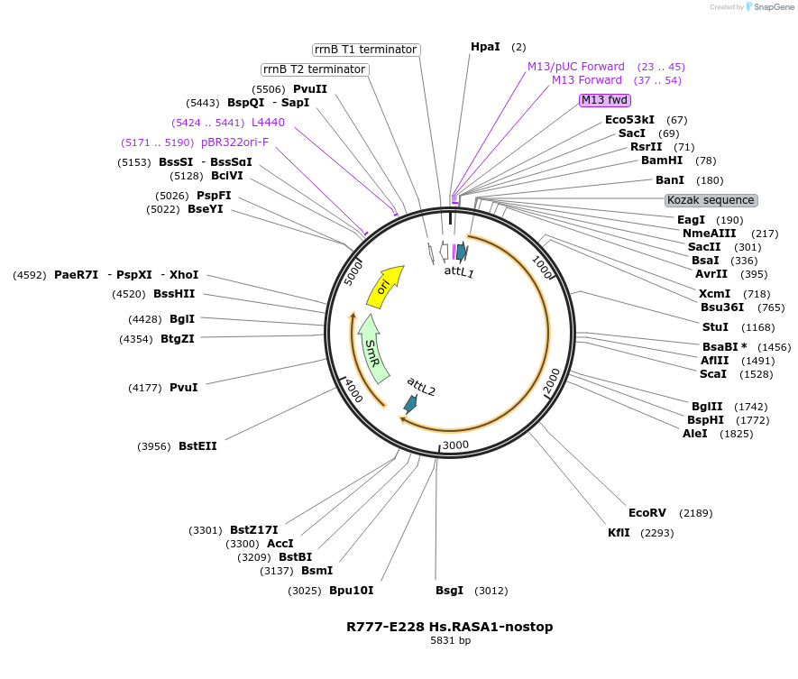 70512-plasmid-map-sequence-id-125961