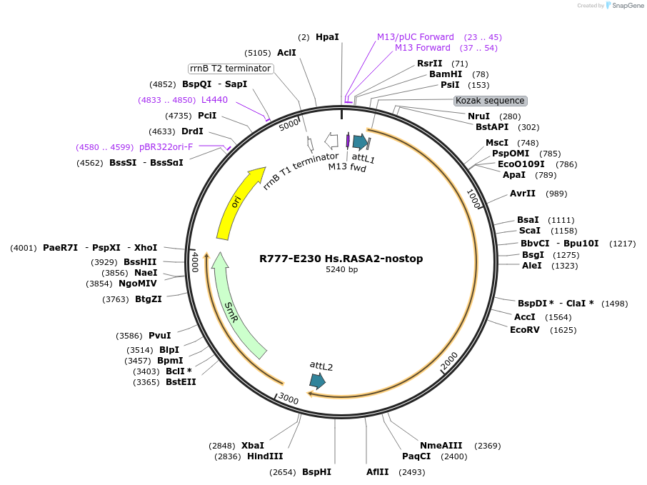 70514-plasmid-map-sequence-id-125963