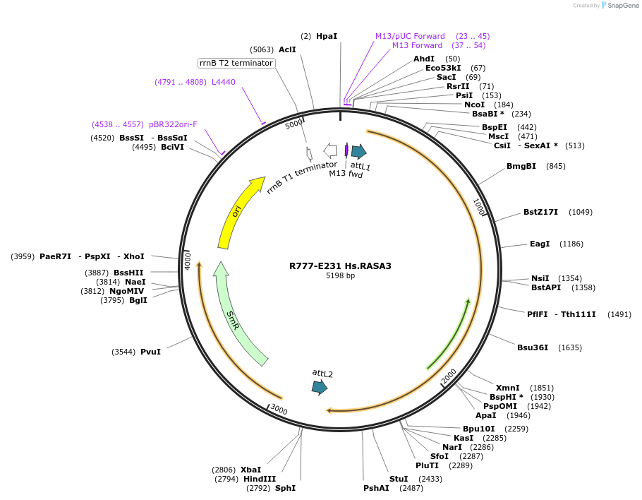 70515-plasmid-map-sequence-id-125964