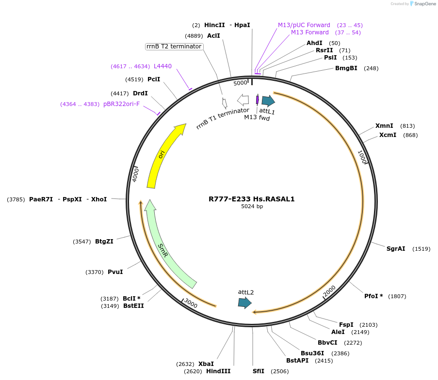 70517-plasmid-map-sequence-id-125966