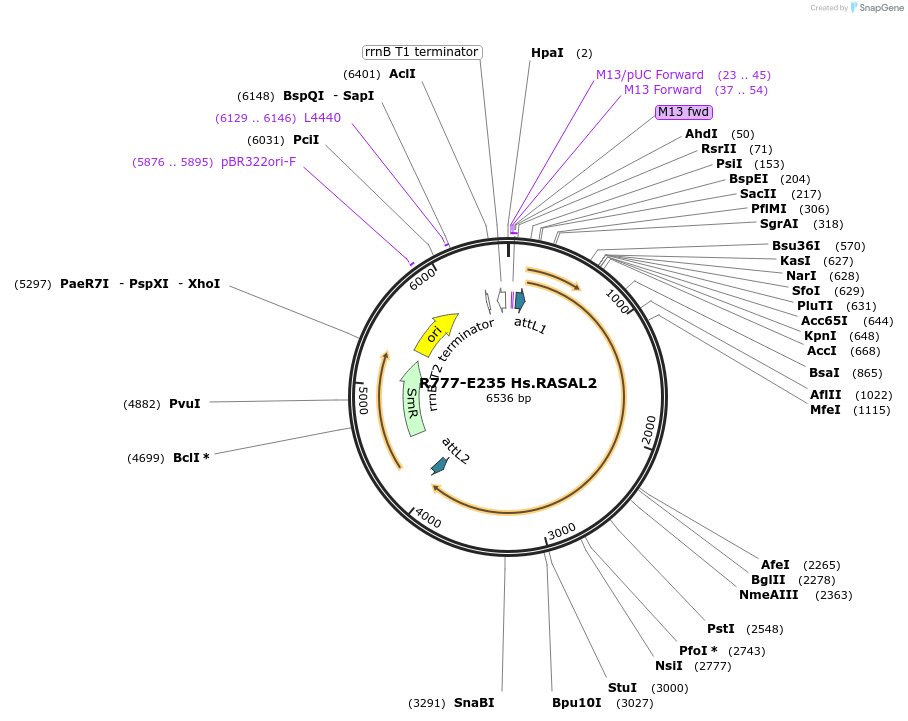 70519-plasmid-map-sequence-id-125968