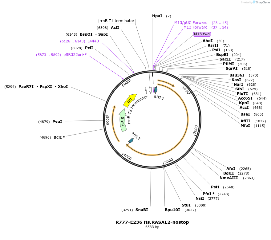 70520-plasmid-map-sequence-id-125969