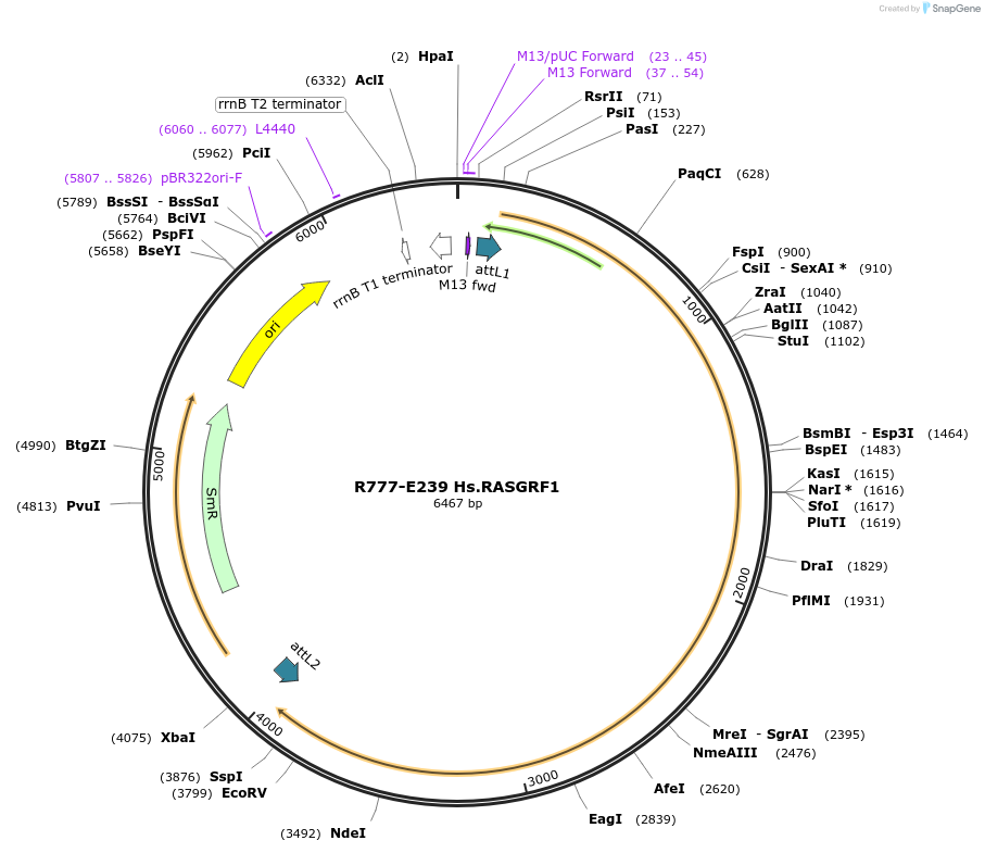 70523-plasmid-map-sequence-id-125972