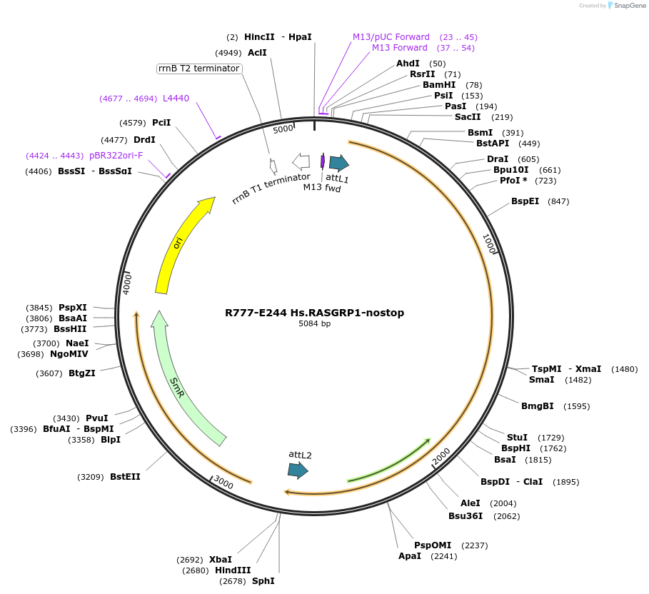 70528-plasmid-map-sequence-id-125977
