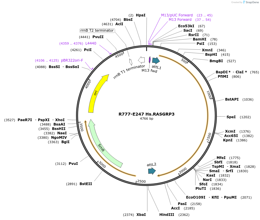 70531-plasmid-map-sequence-id-125980