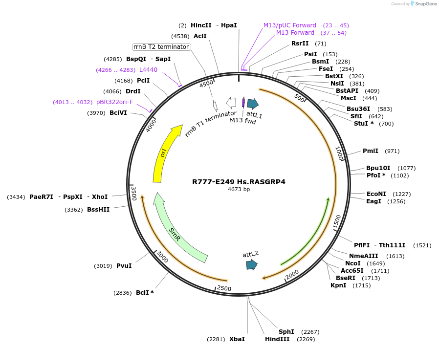 70533-plasmid-map-sequence-id-125982