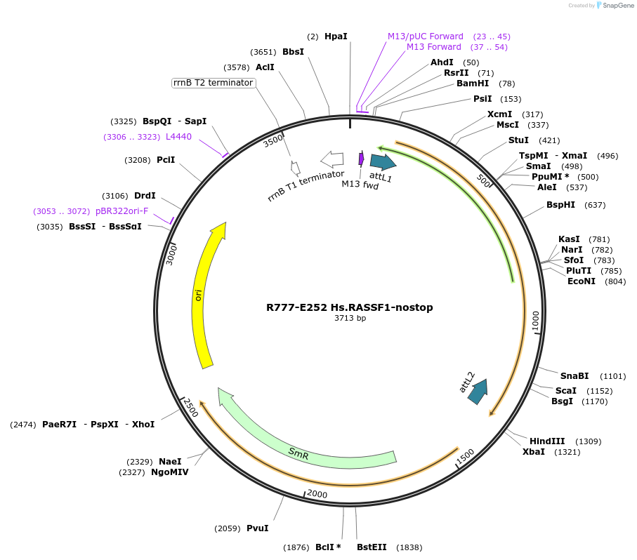 70536-plasmid-map-sequence-id-125985