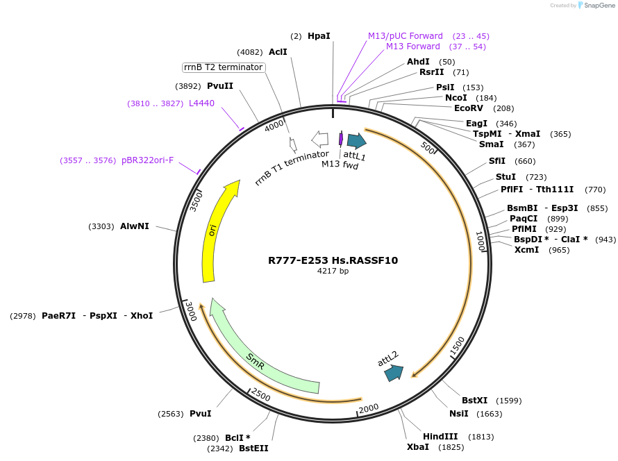 70537-plasmid-map-sequence-id-125986