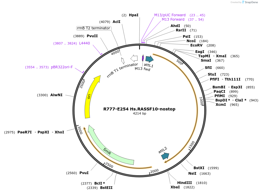 70538-plasmid-map-sequence-id-125987