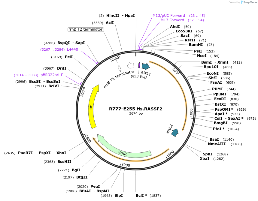 70539-plasmid-map-sequence-id-125988