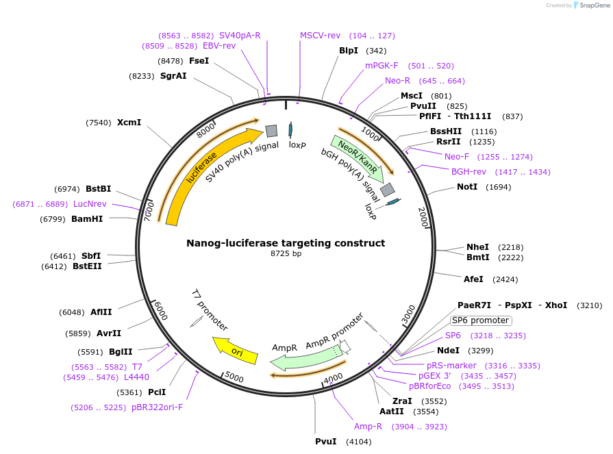 26591-plasmid-map-sequence-id-12599