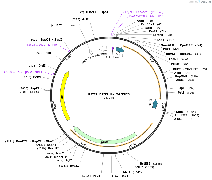 70541-plasmid-map-sequence-id-125990