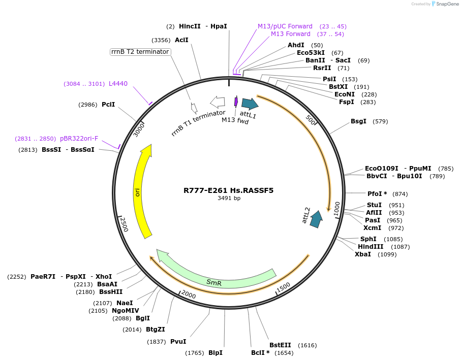 70545-plasmid-map-sequence-id-125994