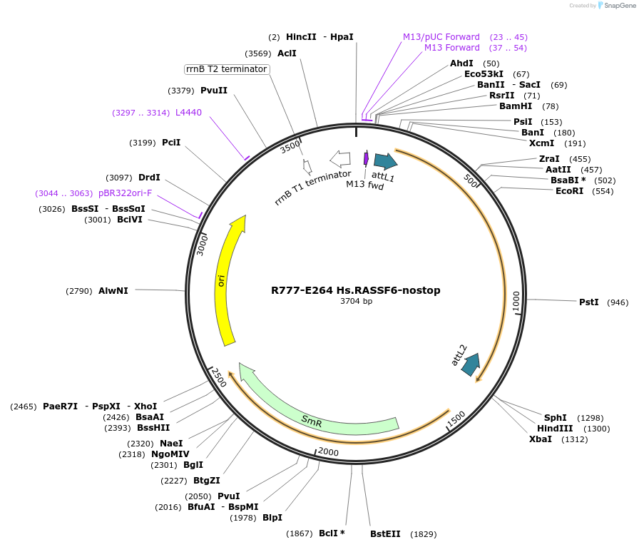 70548-plasmid-map-sequence-id-125997