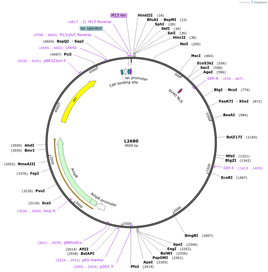 1516-plasmid-map-sequence-id-126