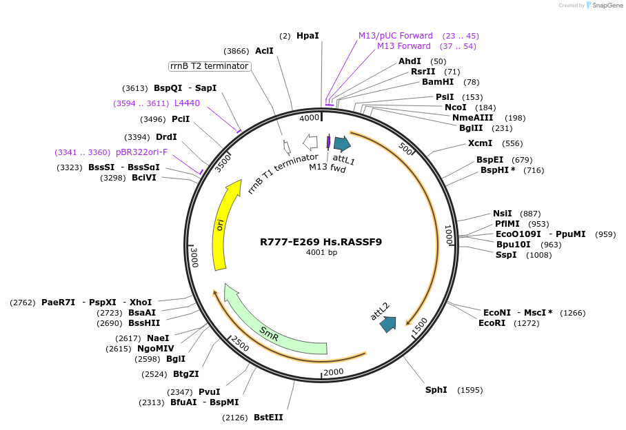 70553-plasmid-map-sequence-id-126002