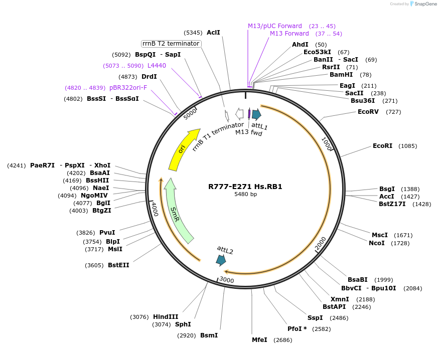 70555-plasmid-map-sequence-id-126004
