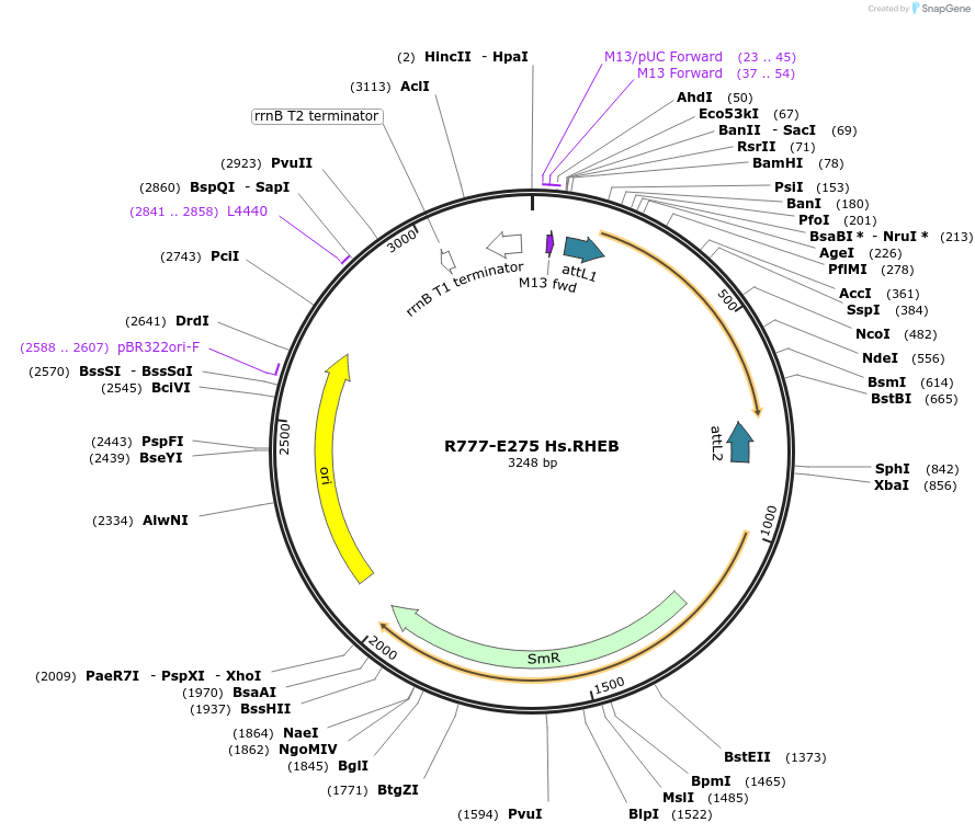 70559-plasmid-map-sequence-id-126008